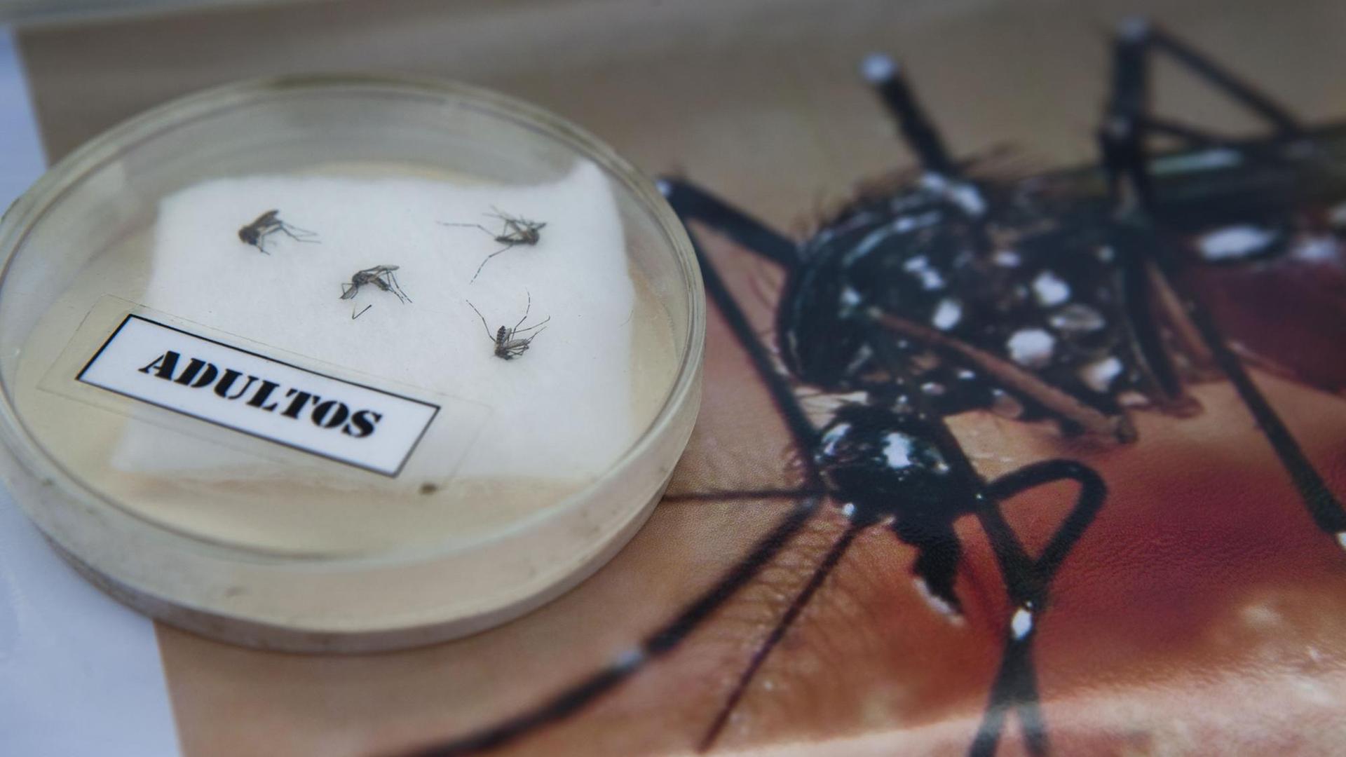 Moskito der Art Aedes aegypti Moskito der Art Aedes aegypti