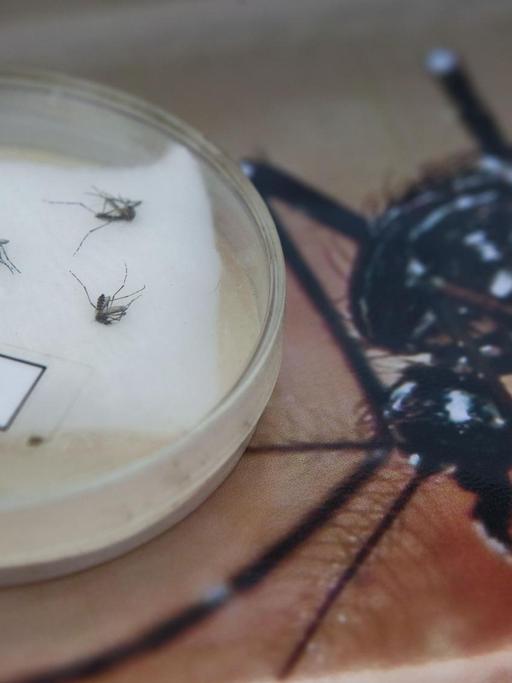 Moskito der Art Aedes aegypti