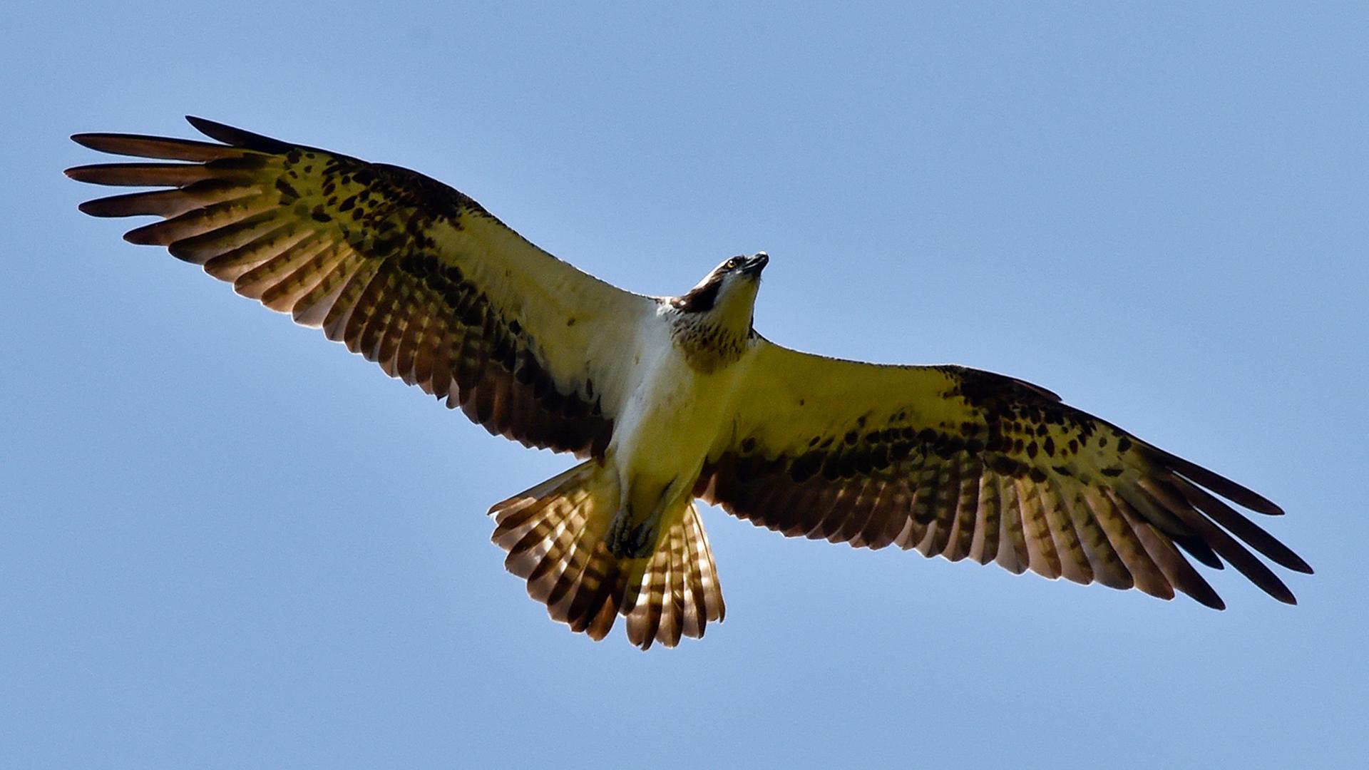 Ein Fischadler kreist am Himmel über Groß Schauen im Naturpark Dahme-Heideseen (Brandenburg). Ein Fischadler kreist am Himmel über Groß Schauen im Naturpark Dahme-Heideseen (Brandenburg).