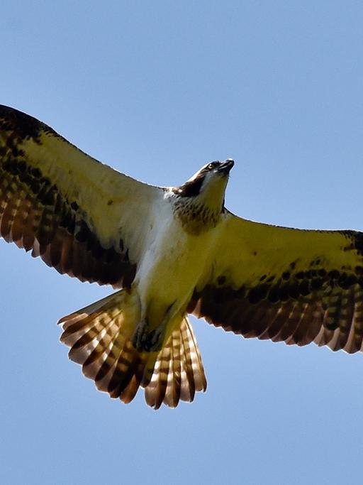 Ein Fischadler kreist am Himmel über Groß Schauen im Naturpark Dahme-Heideseen (Brandenburg).