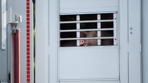 Blick auf ein Schwein hinter einer vergitterten Tür