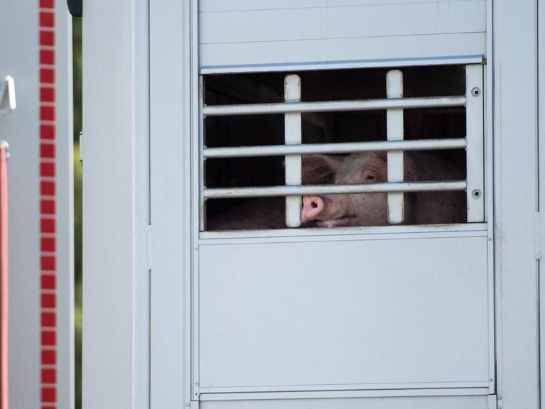 Blick auf ein Schwein hinter einer vergitterten Tür