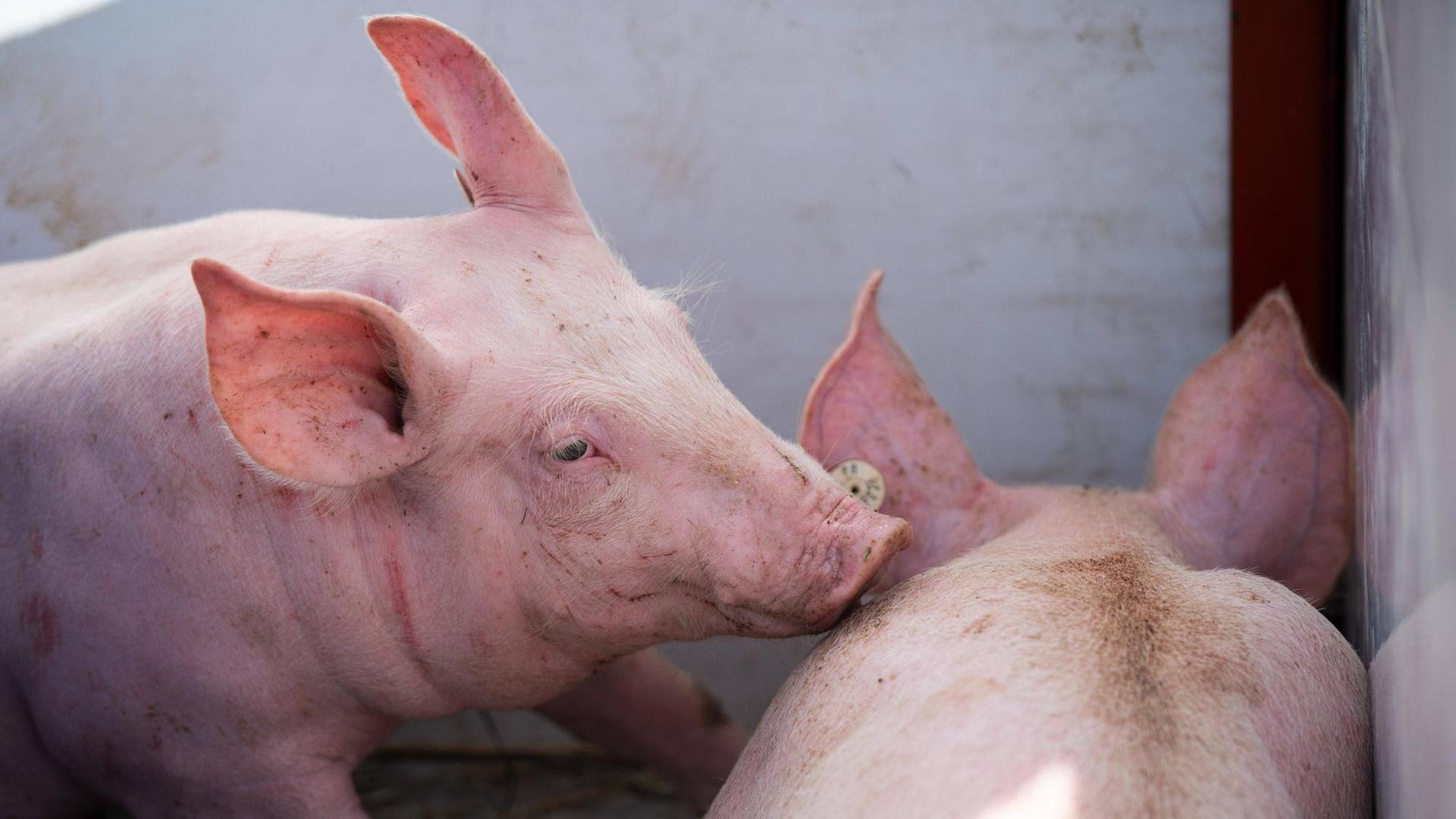 Das Bild zeigt zwei Ferkel. Das Bild zeigt zwei Ferkel.