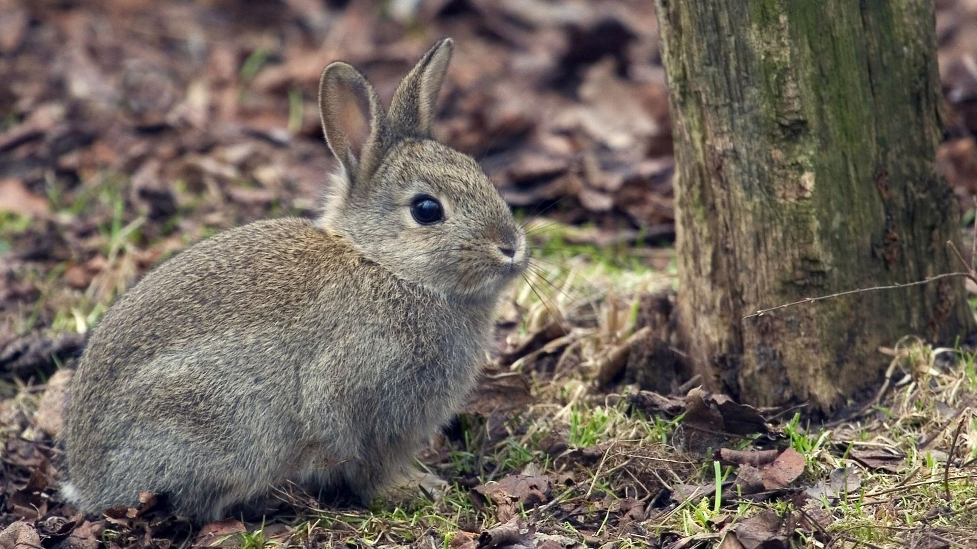 Ein junges europäisches Wildkaninchen Ein junges europäisches Wildkaninchen