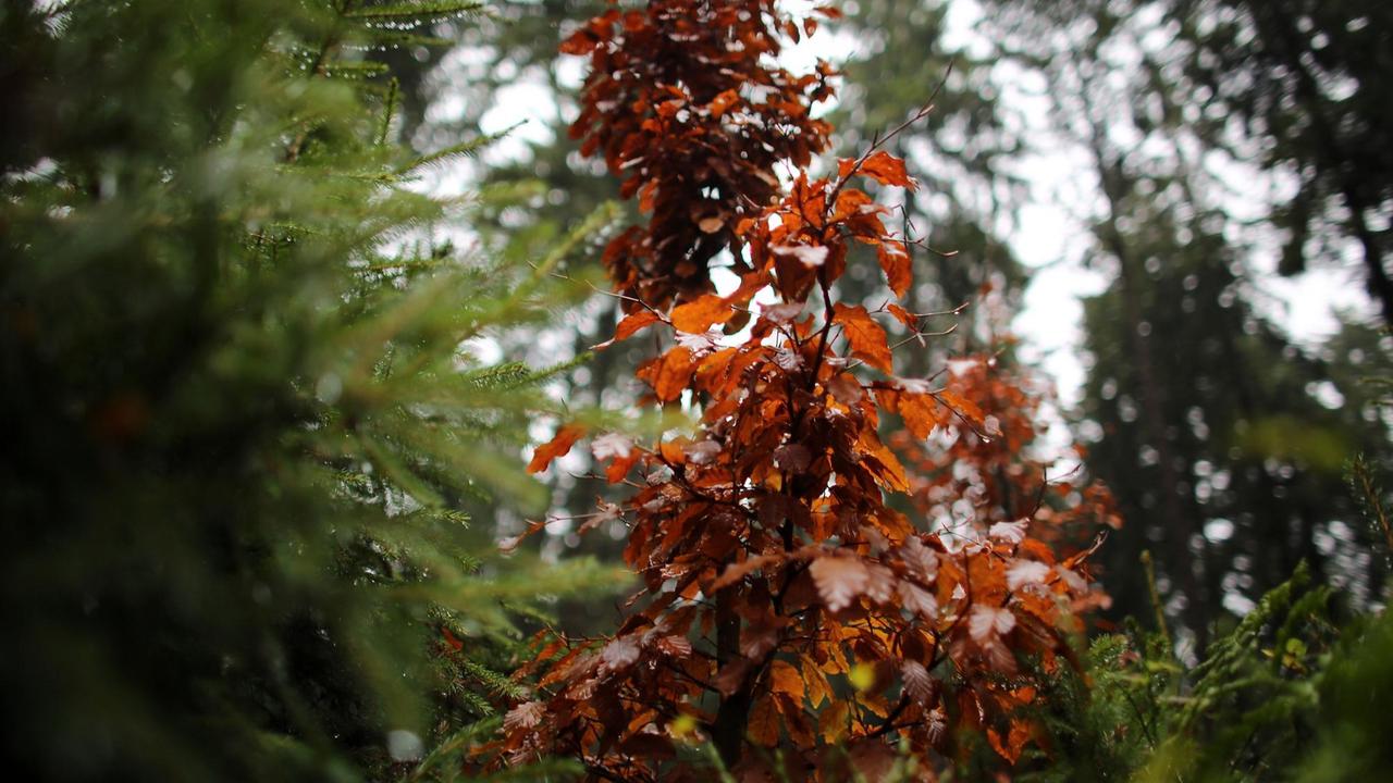 Eine junge Buche steht am 25.11.2013 in Monschau (Nordrhein-Westfalen) in einem Wald im Nationalpark Eifel zwischen Fichten. Eine junge Buche steht am 25.11.2013 in Monschau (Nordrhein-Westfalen) in einem Wald im Nationalpark Eifel zwischen Fichten.