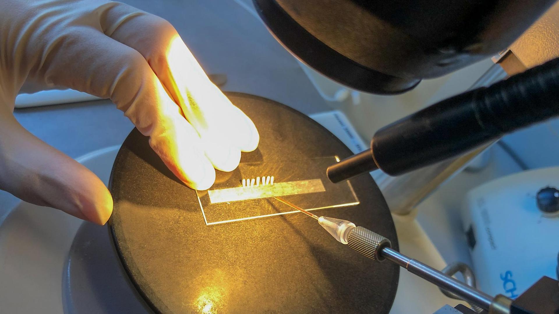 Dr. Salim Hakeemi spritzt eine Flüssigkeit mit doppelsträngiger RNA. Auf diese Weise lässt er Gene in den Reismehlkäferpuppen verstummen. Dr. Salim Hakeemi spritzt eine Flüssigkeit mit doppelsträngiger RNA. Auf diese Weise lässt er Gene in den Reismehlkäferpuppen verstummen.