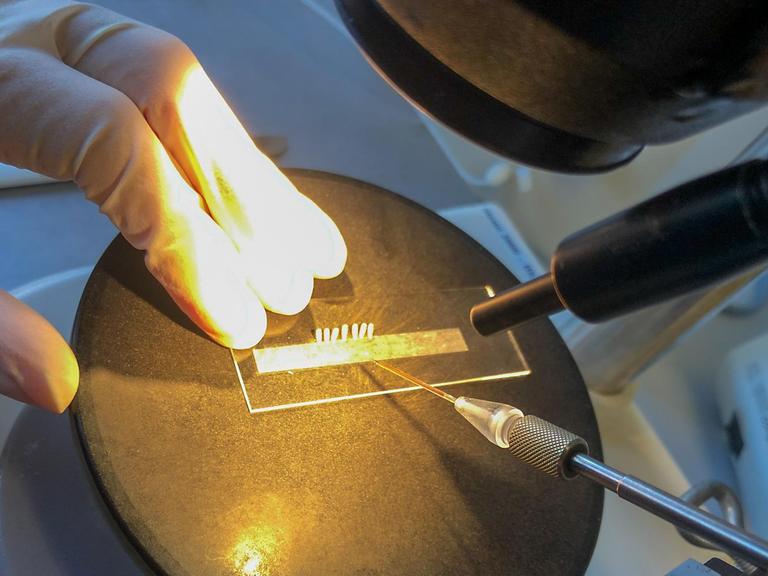 Dr. Salim Hakeemi spritzt eine Flüssigkeit mit doppelsträngiger RNA. Auf diese Weise lässt er Gene in den Reismehlkäferpuppen verstummen.