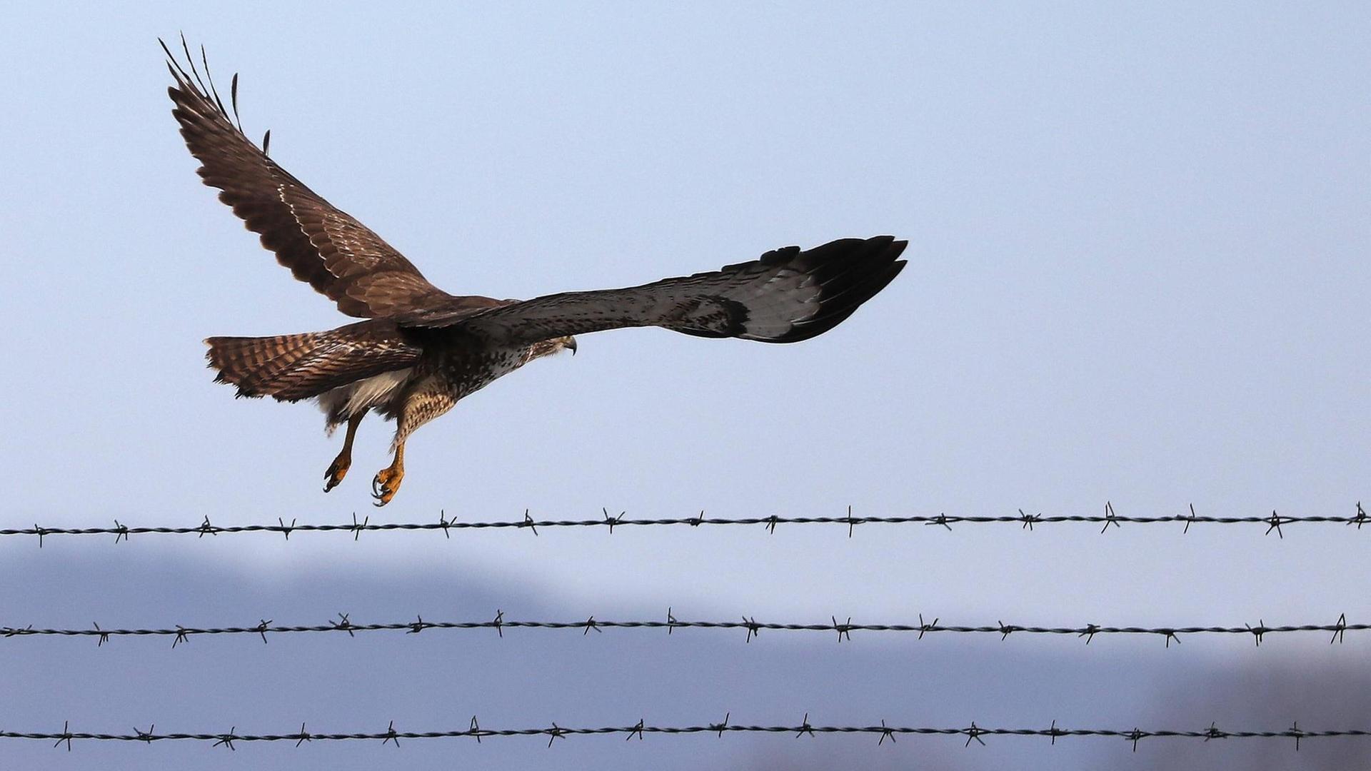Ein Mäusebussard überfliegt mit großen Schwingen eine Reihe von gezogenen Stacheldrahtreihen. Ein Mäusebussard überfliegt mit großen Schwingen eine Reihe von gezogenen Stacheldrahtreihen.