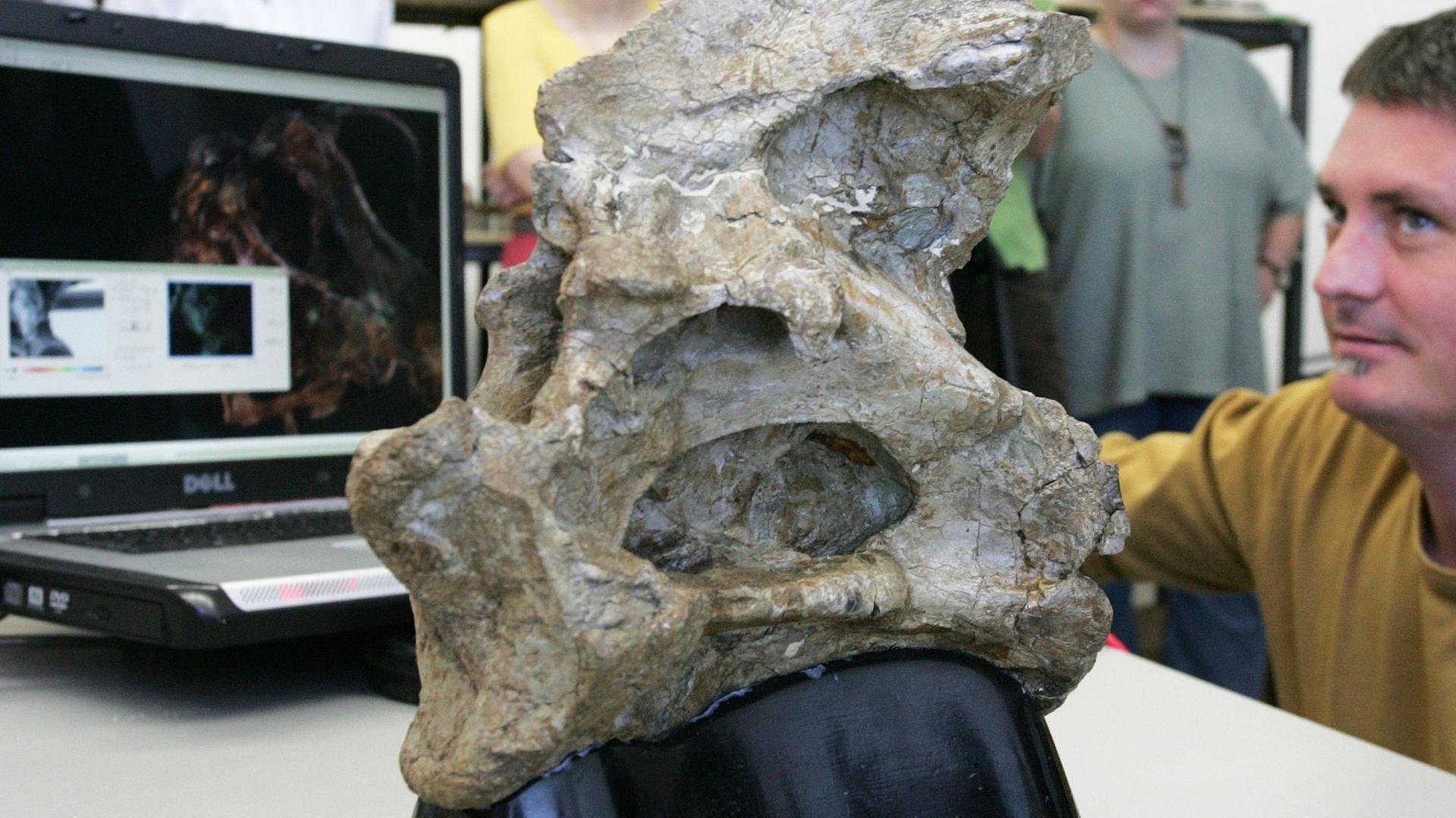Scannen eines Dinosaurier-Wirbels mit einem 3D-Laser-Scanner Scannen eines Dinosaurier-Wirbels mit einem 3D-Laser-Scanner