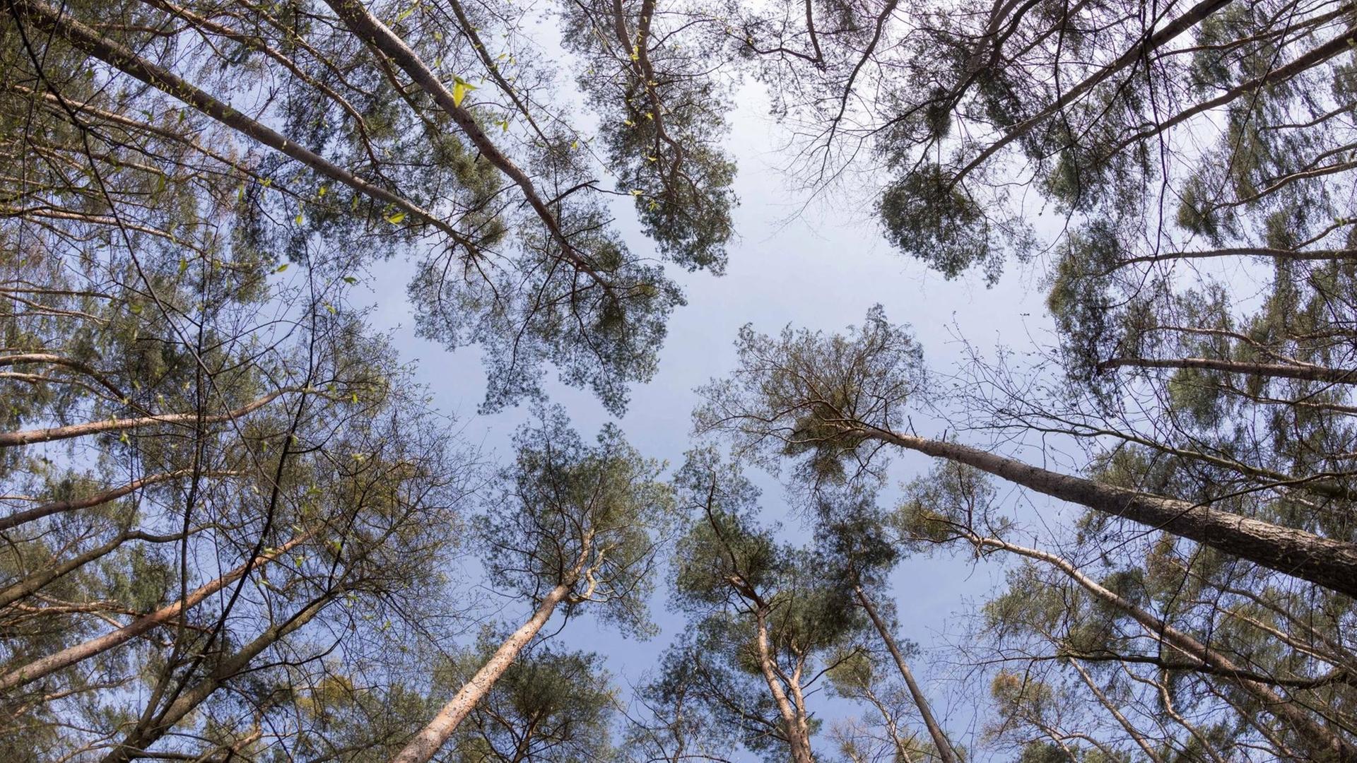 Weitwinkelaufnahme von Baumkronen eines Kiefernwaldes vor blauem Himmel.