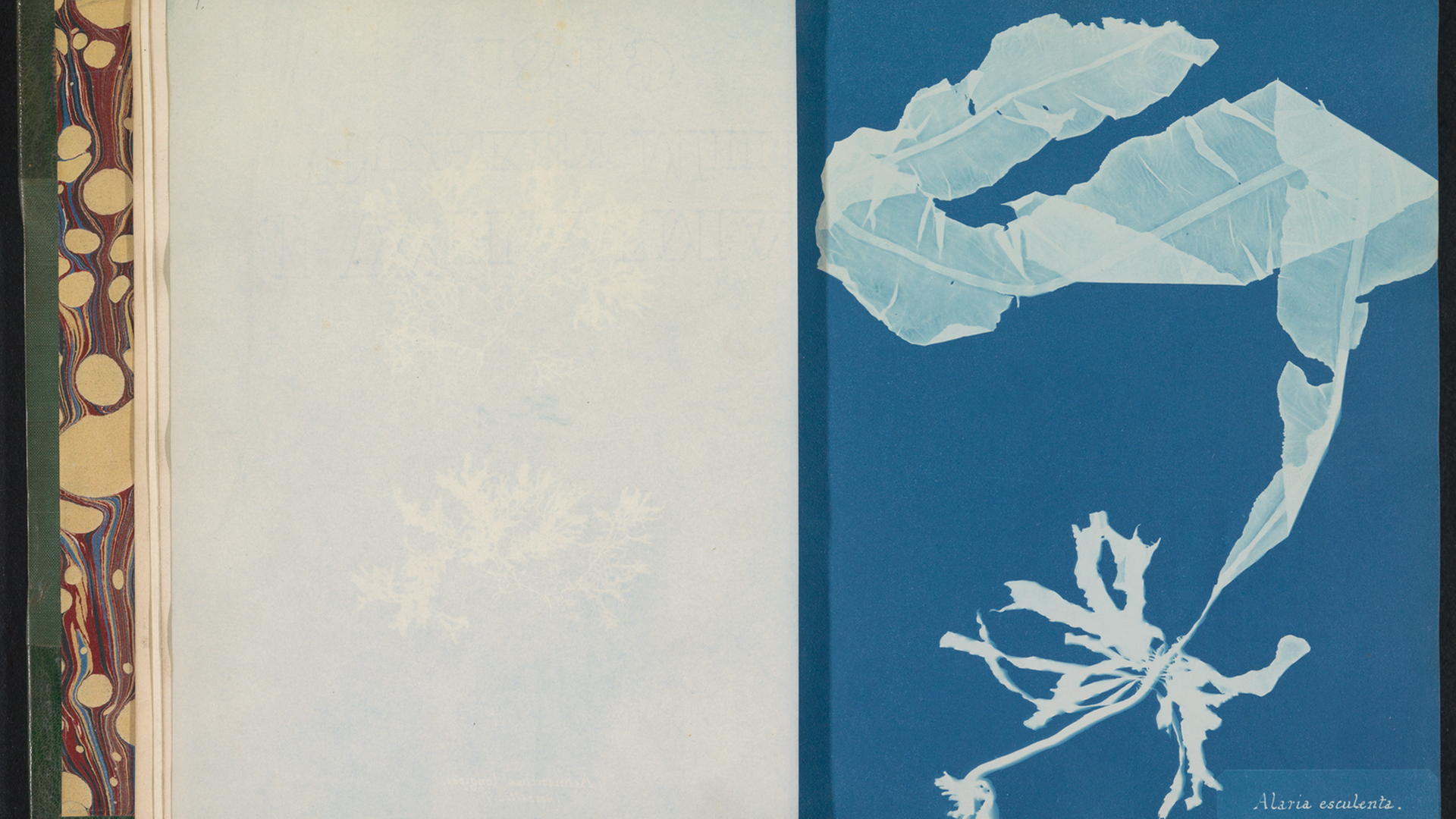 Das Fotobuch mit Algenfotografien von Anna Atkins. Das Rijksmuseum hat das Fotobuch mit Unterstützung der BankGiro Loterij, der Familie W. Cordia und Rijksmuseum Fonds und des Paul Huf Fonds produziert. Das Fotobuch mit Algenfotografien von Anna Atkins. Das Rijksmuseum hat das Fotobuch mit Unterstützung der BankGiro Loterij, der Familie W. Cordia und Rijksmuseum Fonds und des Paul Huf Fonds produziert.