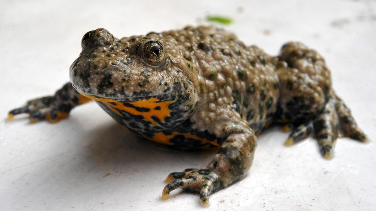 Eine Gelbbauchunke sitzt in der Wildtierstation in Sachsenhagen (Landkreis Schaumburg). Mit einem landesweit einzigartigen Projekt soll die vom Aussterben bedrohte Gelbbauchunke gerettet werden. Eine Gelbbauchunke sitzt in der Wildtierstation in Sachsenhagen (Landkreis Schaumburg). Mit einem landesweit einzigartigen Projekt soll die vom Aussterben bedrohte Gelbbauchunke gerettet werden.