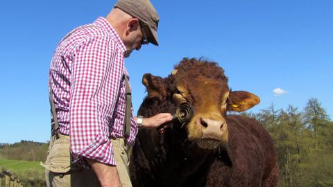 Franz Keller, deutscher Spitzenkoch und Biobauer, mit einem seiner Rinder