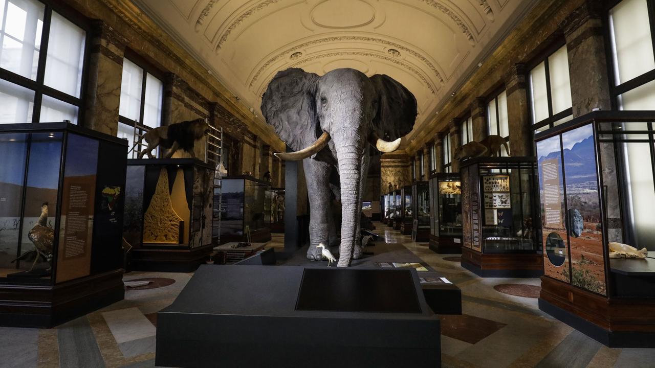 Ein großer Saal des Afrikamuseums mit vielen Vitrinen, in denen Tiere ausgestellt werden. In der Mitte des Bildes steht ein Elefant auf einem Podest.