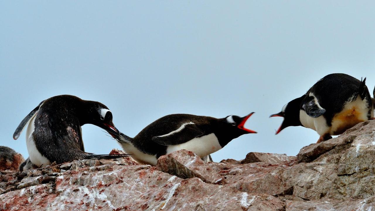 Zwei Pinguine streiten sich miteinander, während ein anderer Pinguin versucht einen der beiden Streitenden wegzuziehen. Zwei Pinguine streiten sich miteinander, während ein anderer Pinguin versucht einen der beiden Streitenden wegzuziehen.