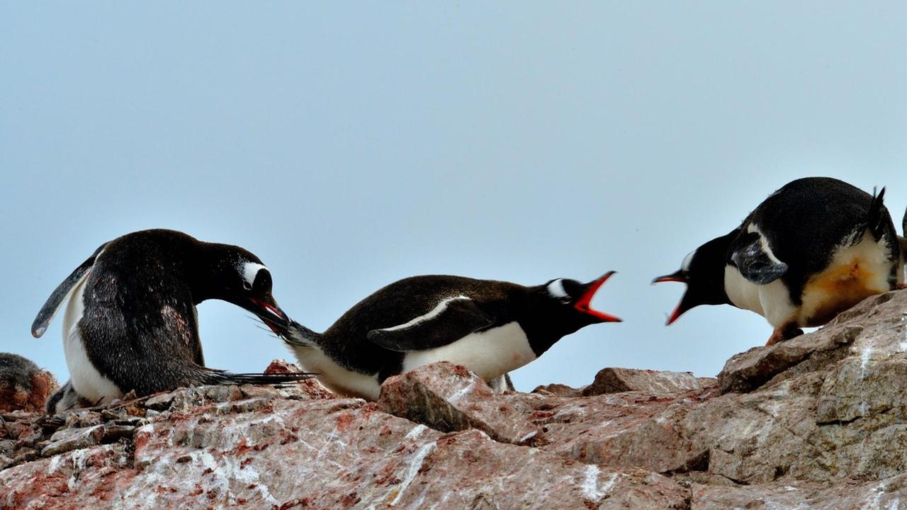 Zwei Pinguine streiten sich miteinander, während ein anderer Pinguin versucht einen der beiden Streitenden wegzuziehen.