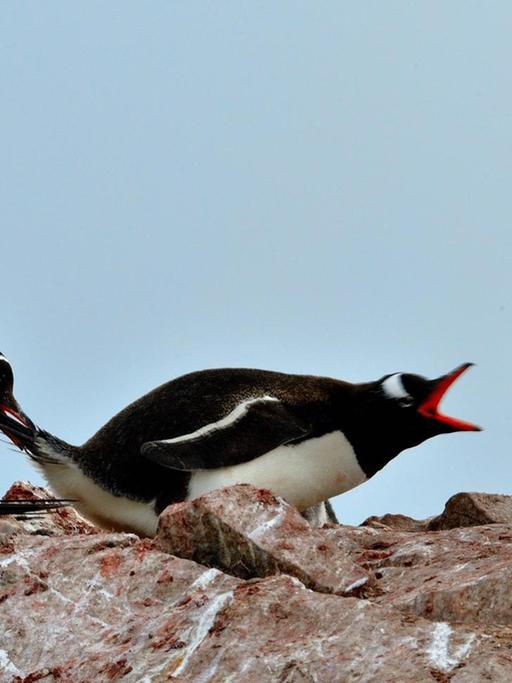 Zwei Pinguine streiten sich miteinander, während ein anderer Pinguin versucht einen der beiden Streitenden wegzuziehen.