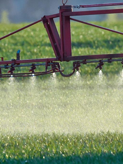 Ein Landwirt fährt mit einer Dünger- und Pestizidspritze über ein Feld mit jungem Getreide in Sieversdorf im Landkreis Oder-Spree.