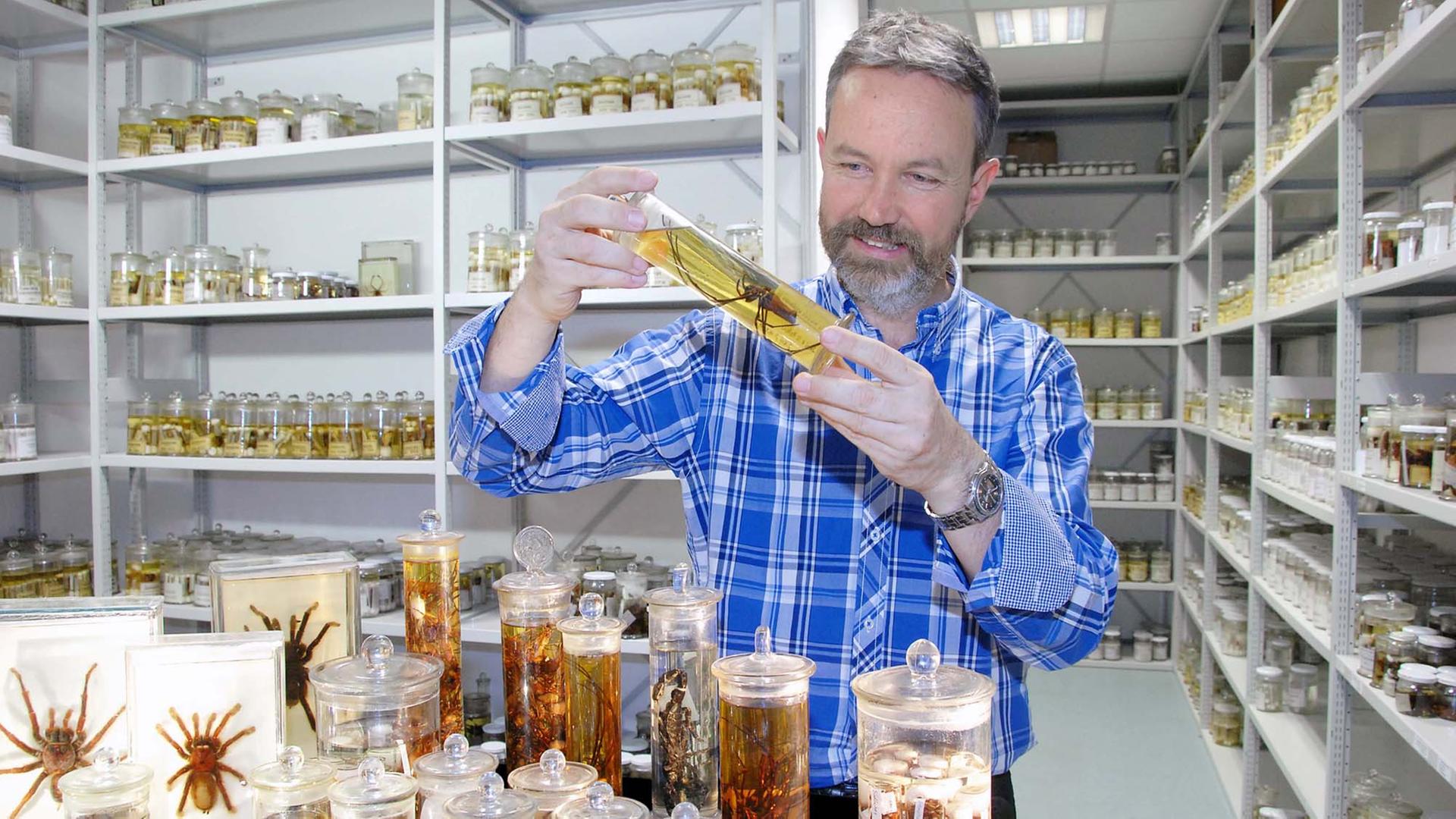 Der Spinnenforscher Peter Jäger mit der David-Bowie-Spinne "Senckenberg" in der Arachnologie-Sammlung. Der Spinnenforscher Peter Jäger mit der David-Bowie-Spinne "Senckenberg" in der Arachnologie-Sammlung.