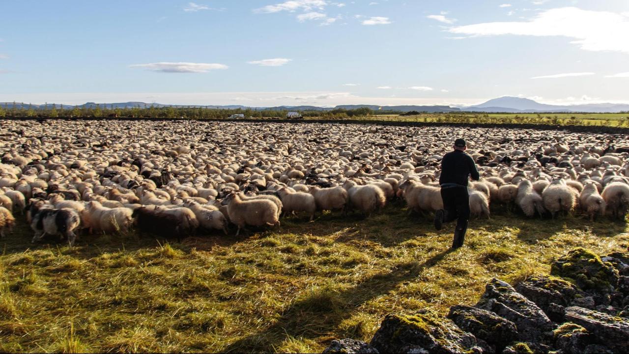 Die Schafe werden im Herbst von den Bergen zurück geholt. 