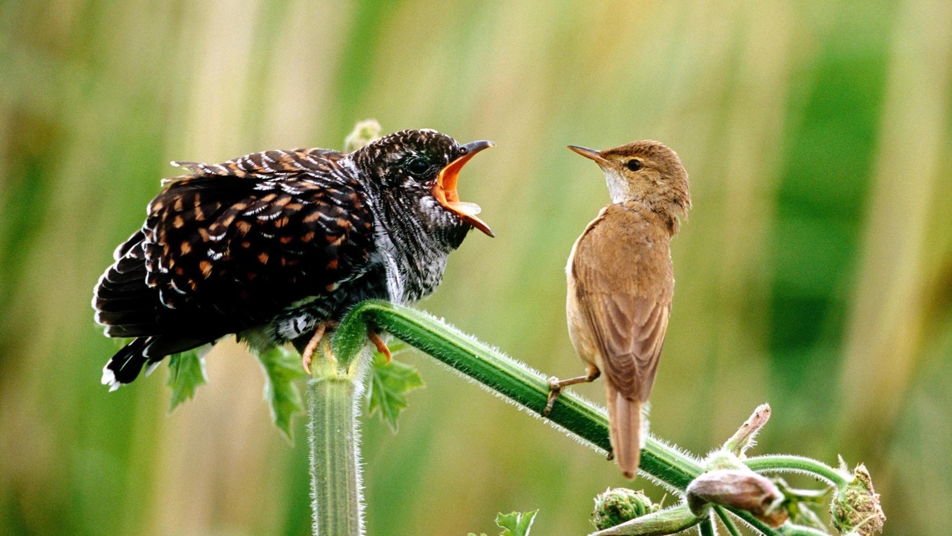 Ein Teichrohrsänger sitzt vor einem Kuckuck-Kind (l), das den Schnabel weit aufgerissen hat und nach Nahrung schreit (undatiertes Handout). Der Kuckuck ist der Vogel des Jahres 2008. Nach Angaben des Naturschutzbundes Deutschland (Nabu) und des bayerischen Landesbunds für Vogelschutz vom Freitag (05.10.2007) leben hierzulande nur noch höchstens 100.000 Brutpaare. Ein Teichrohrsänger sitzt vor einem Kuckuck-Kind (l), das den Schnabel weit aufgerissen hat und nach Nahrung schreit (undatiertes Handout). Der Kuckuck ist der Vogel des Jahres 2008. Nach Angaben des Naturschutzbundes Deutschland (Nabu) und des bayerischen Landesbunds für Vogelschutz vom Freitag (05.10.2007) leben hierzulande nur noch höchstens 100.000 Brutpaare.