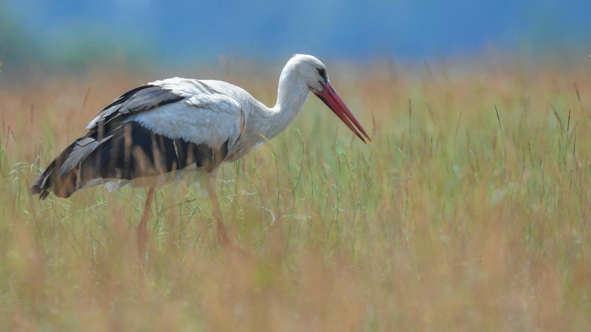Ein Weißstorch zusammen mit einem Pony auf einer Wiese Ein Weißstorch zusammen mit einem Pony auf einer Wiese