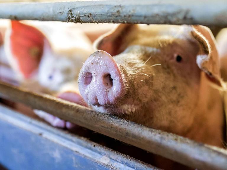 Im brandenburgischen Landkreis Dahme Spree werden Schweine im Stall eines Schweinemastbetriebs gehalten. Ein Schwein schaut durch die Gitterstäbe.