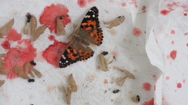 Ein Distelfalter mit Mykonium Ein Distelfalter mit Mykonium