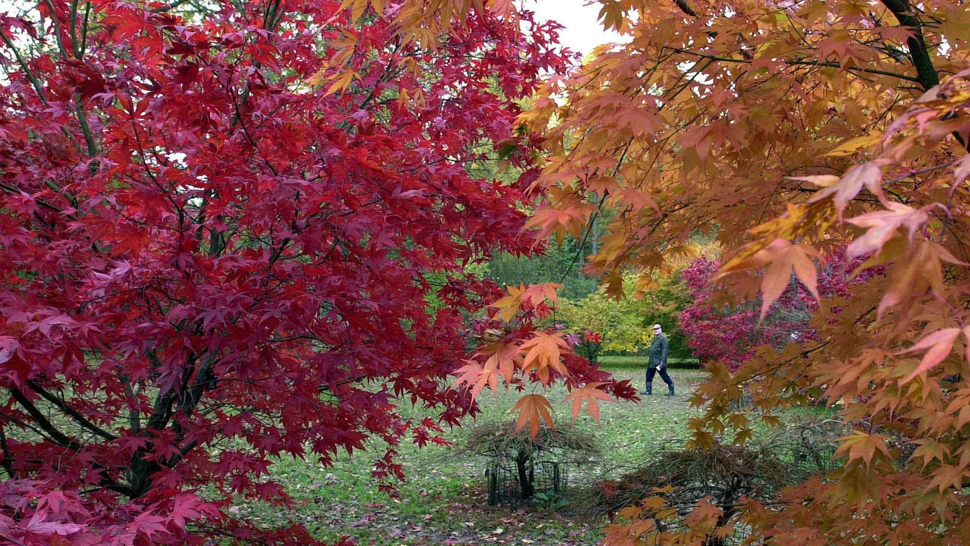 Die Bäume im Westonbirt Park in der Provinz Gloucestershire im Südwesten Englands sind herbstlich rot und orange gefärbt.