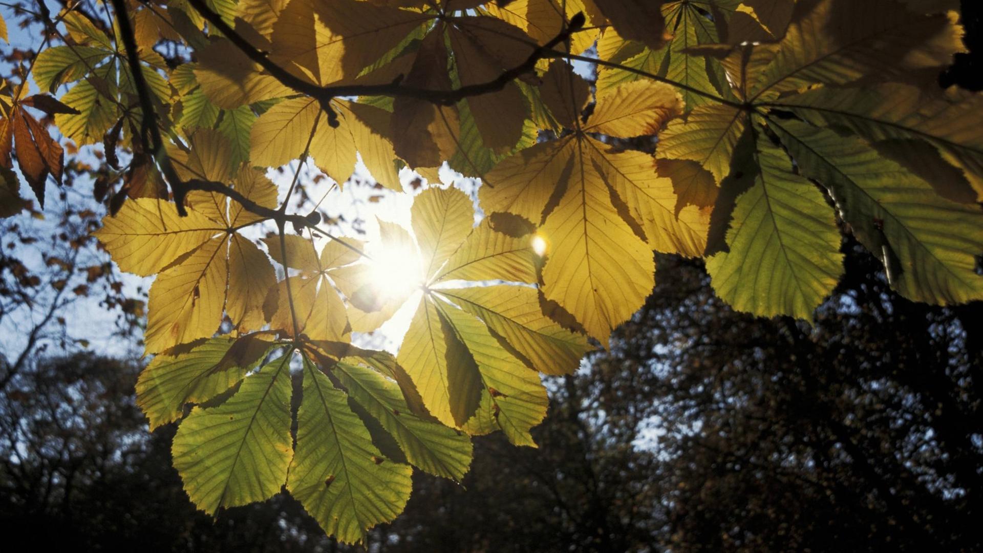 Durch das Blätterdaches eines Kastanienbaumes blitzt die Sonne hindurch. Durch das Blätterdaches eines Kastanienbaumes blitzt die Sonne hindurch.