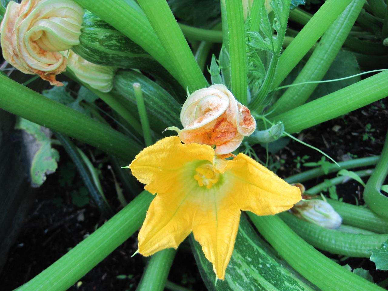 Zucchini Zucchini