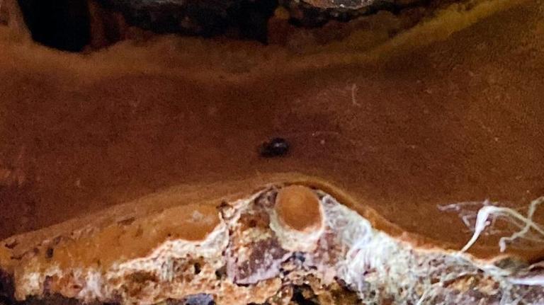 Ein Zwergkäfer (Baranowskiella ehnstromi) sitzt in einem muschelförmigen Feuerschwamm im Nationalpark Harz. Ein Zwergkäfer (Baranowskiella ehnstromi) sitzt in einem muschelförmigen Feuerschwamm im Nationalpark Harz.