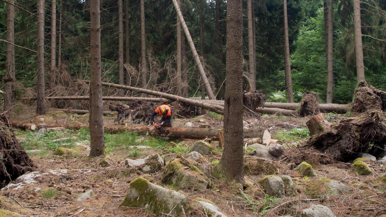 Im Nationalpark Harz liegen umgestürzte Bäume auf dem Boden. Ein Forstarbeiter ist damit beschäftigt, die Rinde von den Bäumen zu entfernen.
