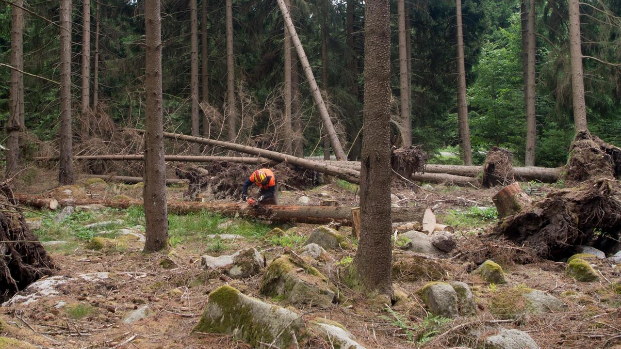 Im Nationalpark Harz liegen umgestürzte Bäume auf dem Boden. Ein Forstarbeiter ist damit beschäftigt, die Rinde von den Bäumen zu entfernen. Im Nationalpark Harz liegen umgestürzte Bäume auf dem Boden. Ein Forstarbeiter ist damit beschäftigt, die Rinde von den Bäumen zu entfernen.