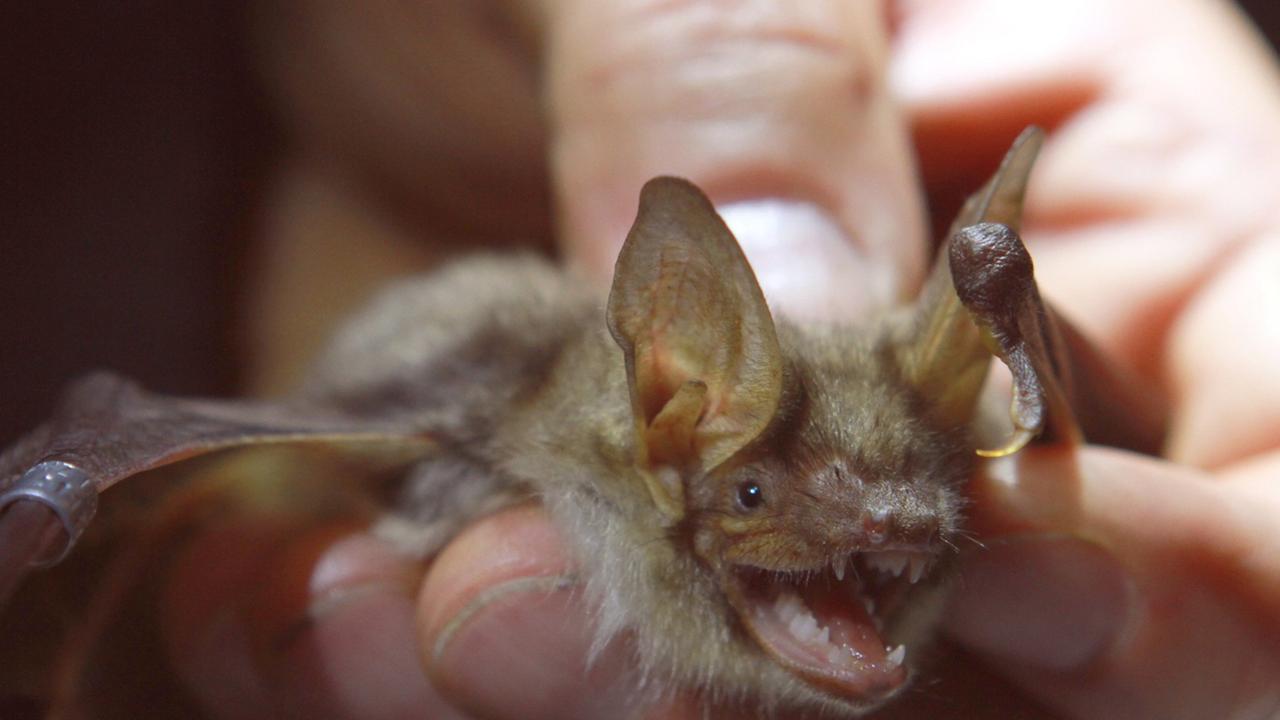 Eine Fledermaus der Art Großes Mausohr wird am 04.09.2012 von einem NABU-Mitglied in einem als Naturschutzgebiet vorgesehenen Abschnitt bei Elbingerode (Landkreis Harz) in der Hand gehalten. Ausgerüstet mit Lampen und Schreibblock gehen jährlich Naturschützer in Sachsen-Anhalt nachts los um Fledermäuse zu zählen und zu beringen. Von den 21 in Sachsen-Anhalt nachgewiesenen Fledermausarten kommen im Harz 12 Arten der streng geschützten Säugetiere vor. Eine Fledermaus der Art Großes Mausohr wird am 04.09.2012 von einem NABU-Mitglied in einem als Naturschutzgebiet vorgesehenen Abschnitt bei Elbingerode (Landkreis Harz) in der Hand gehalten. Ausgerüstet mit Lampen und Schreibblock gehen jährlich Naturschützer in Sachsen-Anhalt nachts los um Fledermäuse zu zählen und zu beringen. Von den 21 in Sachsen-Anhalt nachgewiesenen Fledermausarten kommen im Harz 12 Arten der streng geschützten Säugetiere vor.
