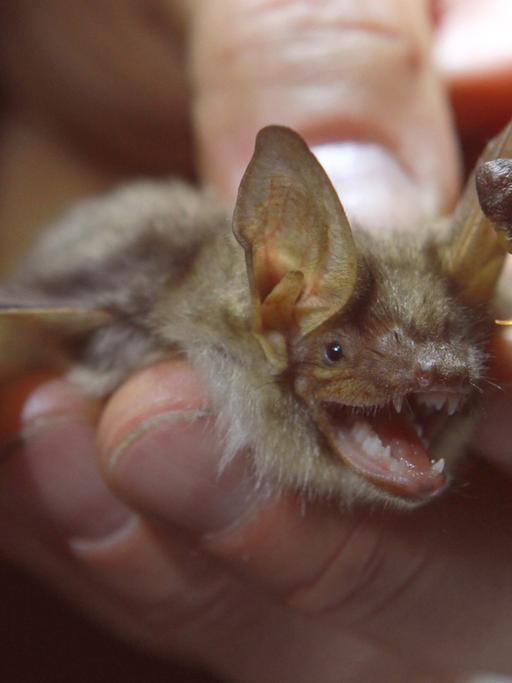 Eine Fledermaus der Art Großes Mausohr wird am 04.09.2012 von einem NABU-Mitglied in einem als Naturschutzgebiet vorgesehenen Abschnitt bei Elbingerode (Landkreis Harz) in der Hand gehalten. Ausgerüstet mit Lampen und Schreibblock gehen jährlich Naturschützer in Sachsen-Anhalt nachts los um Fledermäuse zu zählen und zu beringen. Von den 21 in Sachsen-Anhalt nachgewiesenen Fledermausarten kommen im Harz 12 Arten der streng geschützten Säugetiere vor.