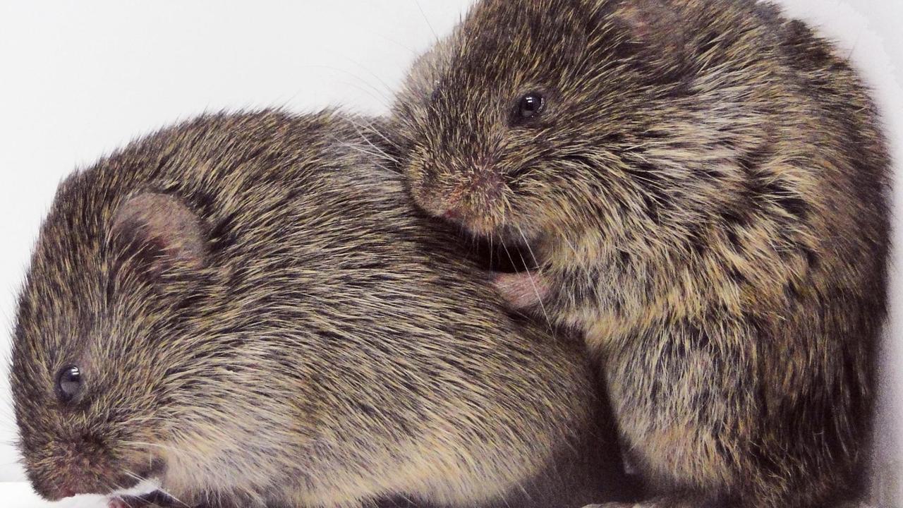 Zwei Präriewühlmäuse in einem Labor. Zwei Präriewühlmäuse in einem Labor.