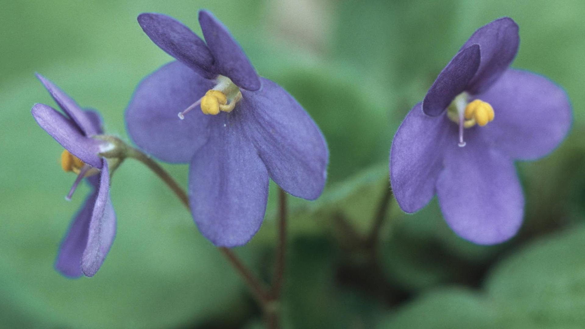 Blüten des violetten grossblättriges Usambaraveilchen (saintpaulia grandifolia). Blüten des violetten grossblättriges Usambaraveilchen (saintpaulia grandifolia).