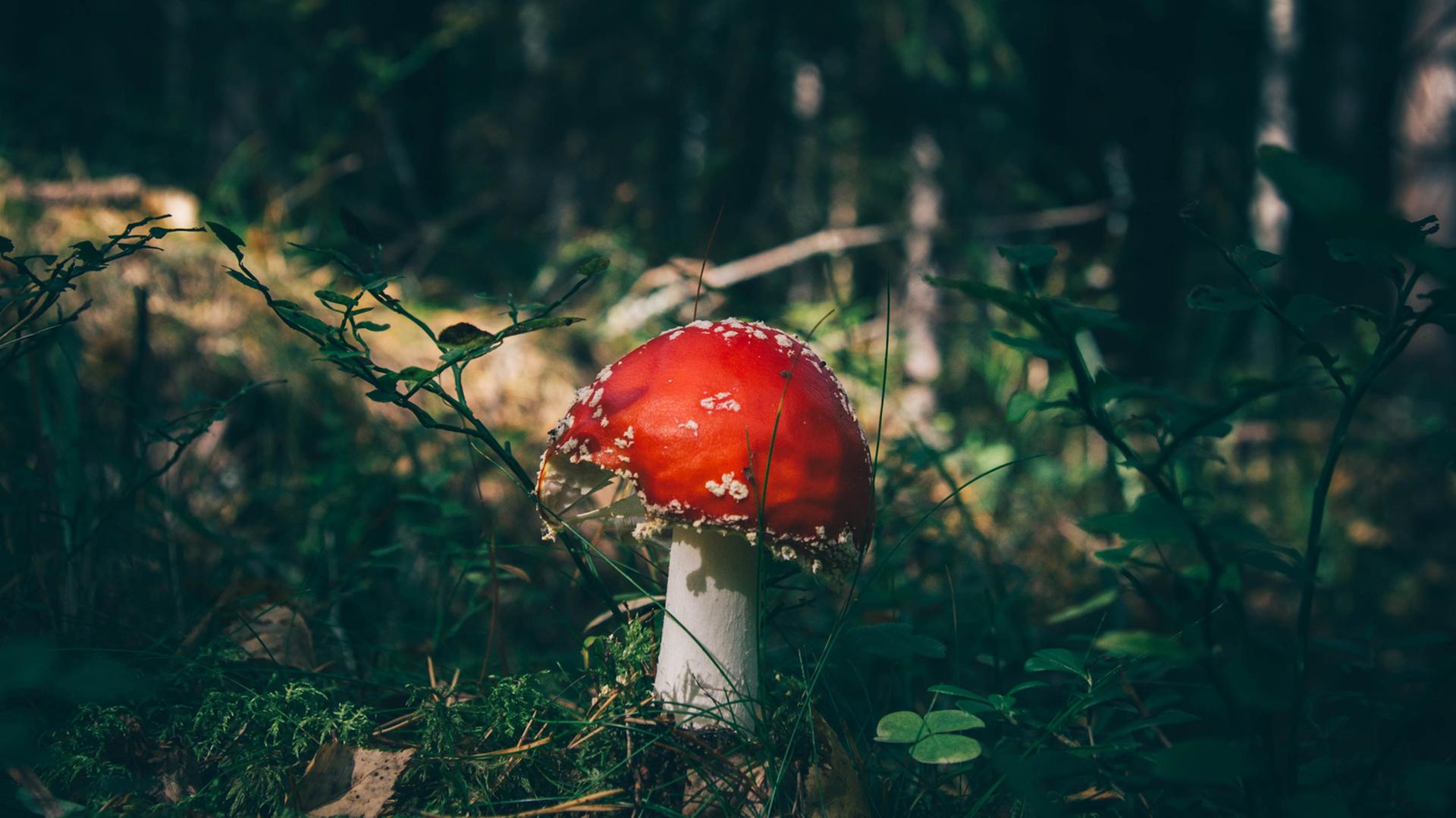 Wie ein Fliegenpilz soll der Mensch sich in den Wald fügen. Wie ein Fliegenpilz soll der Mensch sich in den Wald fügen.
