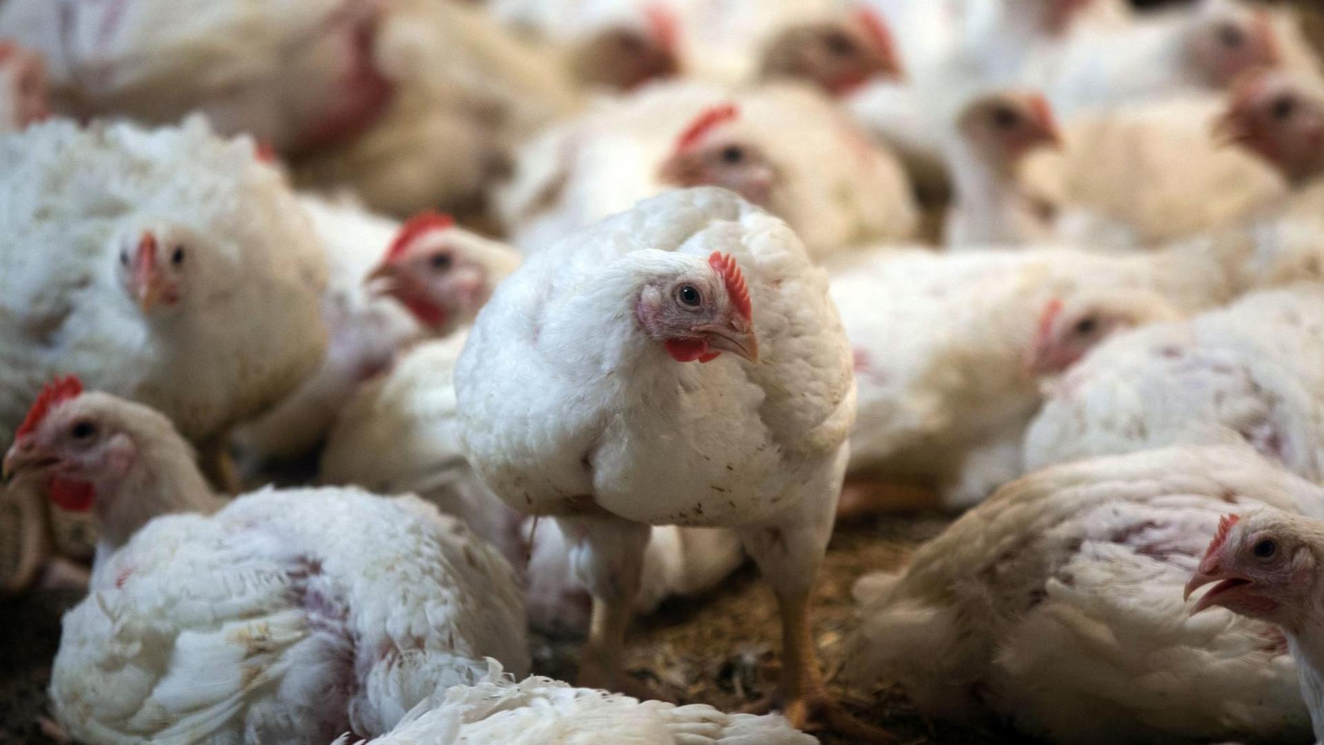 Masthähnchen dicht gedrängt in einem Stall Masthähnchen dicht gedrängt in einem Stall