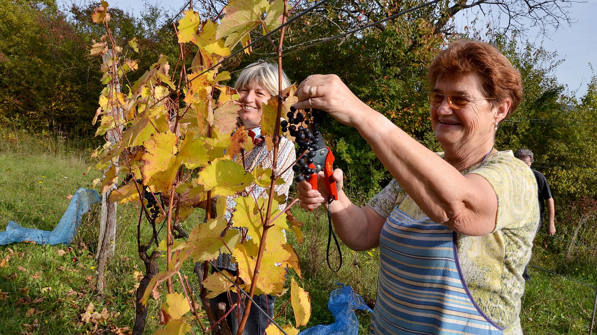 Spaß bei der Arbeit: Marianne Buchhalt (r) und Gerlinde Nagel vom Verein "Weinbaufreunde im Bliesgau" Spaß bei der Arbeit: Marianne Buchhalt (r) und Gerlinde Nagel vom Verein "Weinbaufreunde im Bliesgau"