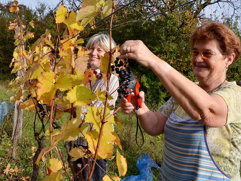 Spaß bei der Arbeit: Marianne Buchhalt (r) und Gerlinde Nagel vom Verein "Weinbaufreunde im Bliesgau"