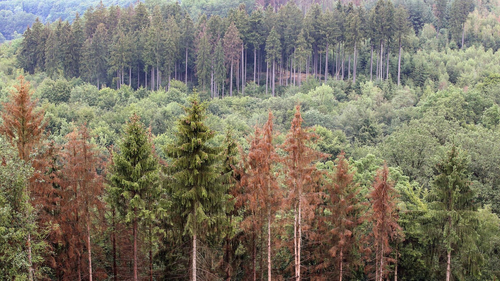 Abgestorbene Nadelbäume sind im Wald bei Kirchen zwischen Brachbach und Katzenbach in Rheinland-Pfalz zu sehen. Abgestorbene Nadelbäume sind im Wald bei Kirchen zwischen Brachbach und Katzenbach in Rheinland-Pfalz zu sehen.