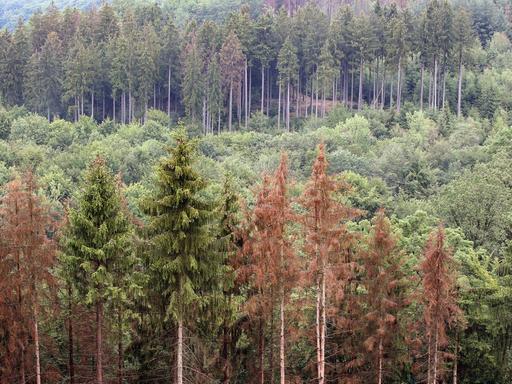 Abgestorbene Nadelbäume sind im Wald bei Kirchen zwischen Brachbach und Katzenbach in Rheinland-Pfalz zu sehen.