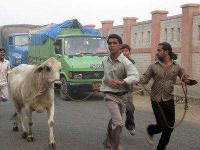 Kuhfänger in Neu-Dehli Kuhfänger in Neu-Dehli