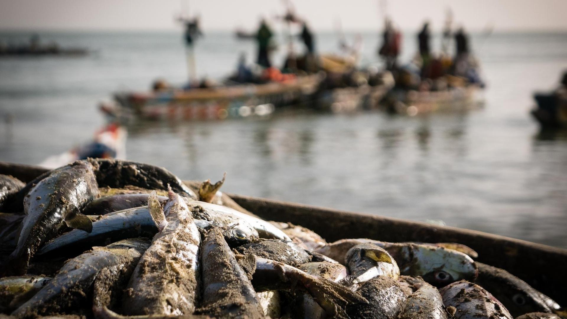 Fische liegen am Strand, im Hintergrund ein paar Boote Fische liegen am Strand, im Hintergrund ein paar Boote