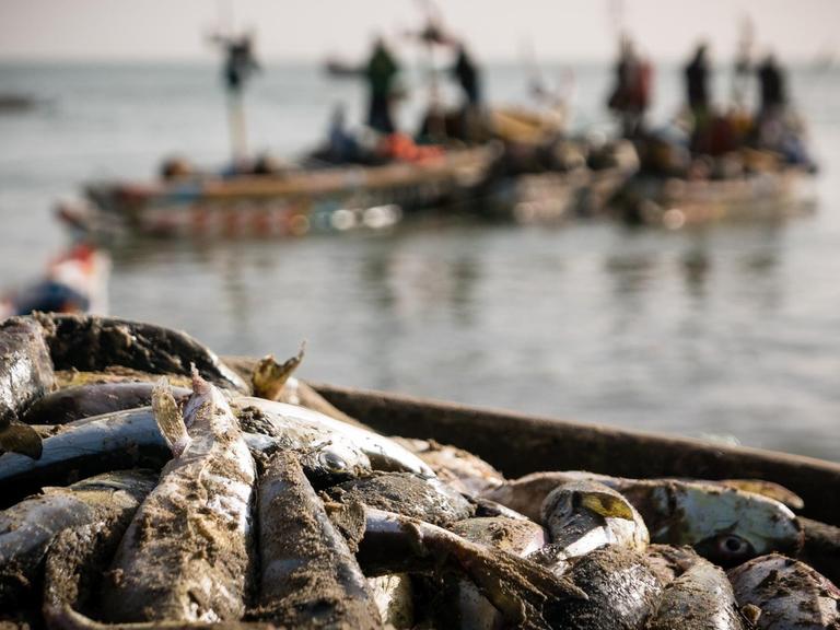 Ein mäßiger Fang für die senegalesischen Kleinfischer in Joal Fajiout. Nur ein paar Fische liegen am Strand. Im Hintergrund einige Boote.