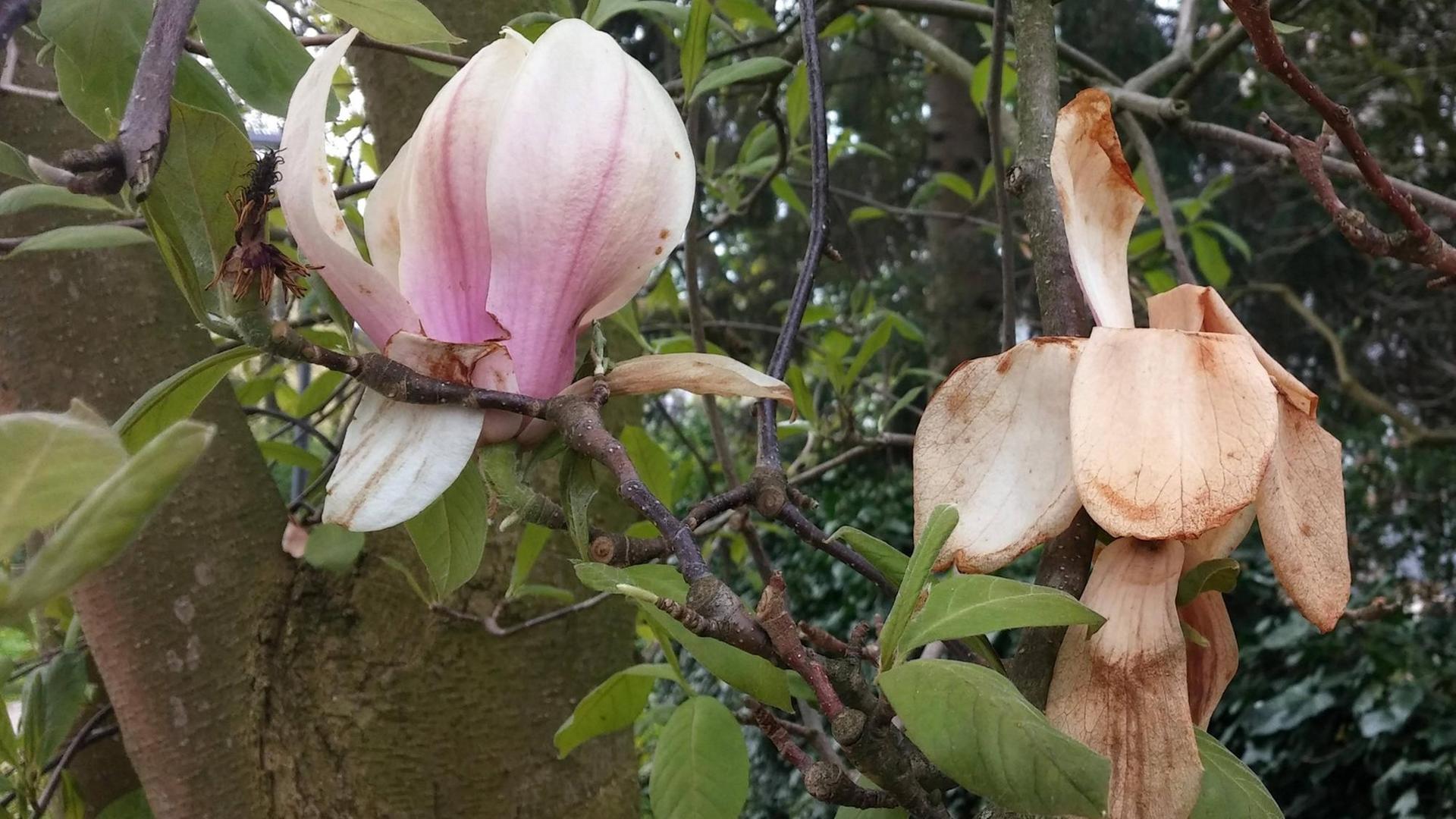Frostschaden an Magnolienblüten. Frostschaden an Magnolienblüten.