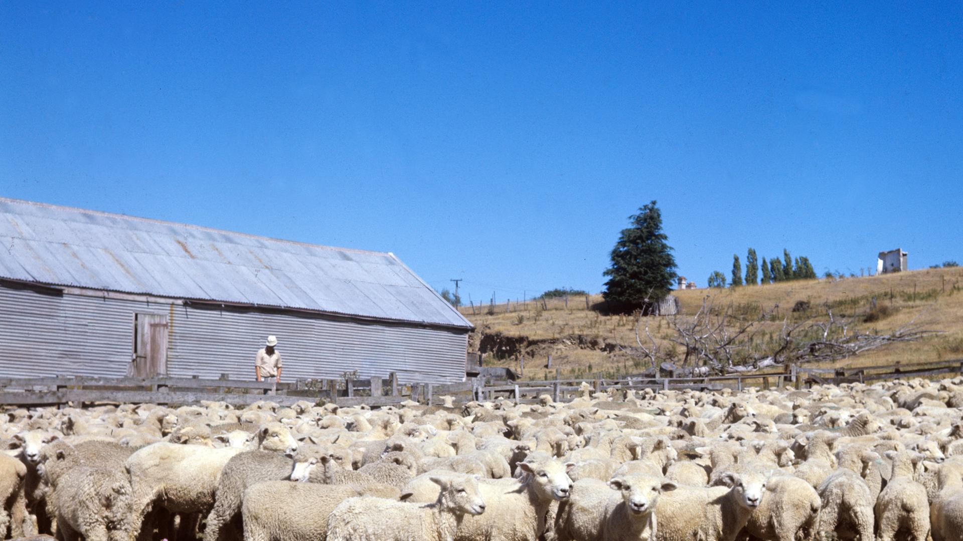 Eine Schafherde (Corridale) auf einer Farm bei Mossburn auf der Südinsel von Neuseeland.