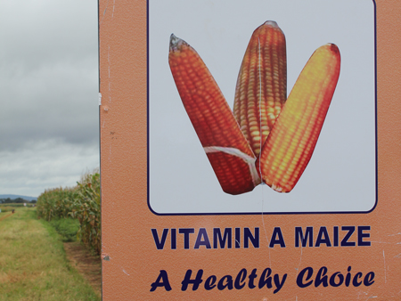 Versuchsfeld mit Vitamin-A-Mais in Sambia